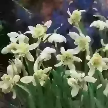 Nivalis Flore Pleno